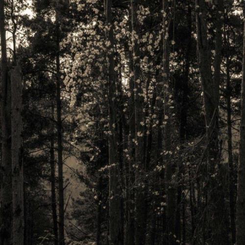Francois Dillinger — Icosahedrone (2021)