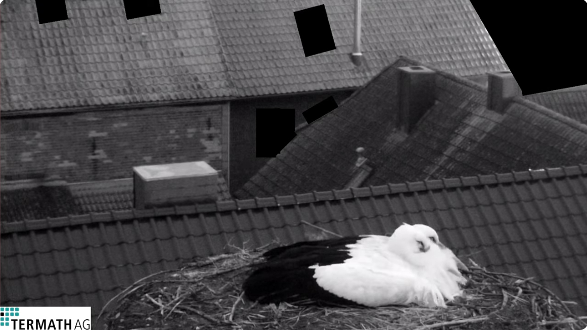 Bild
