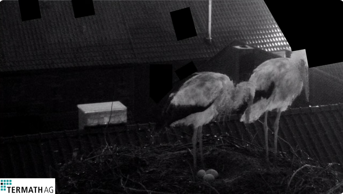 Bild
