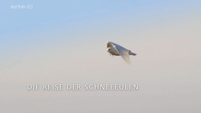 iin6jnkh.png