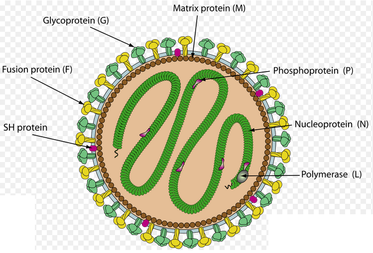 Humanes Metapneumovirus