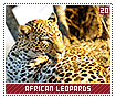 africanleopards20