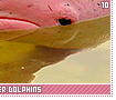 amazonriverdolphins10