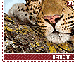 africanleopards09