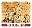 africanleopards07