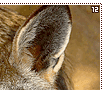 batearedfoxes12