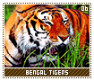 bengaltigers06