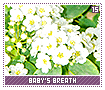 babysbreath15