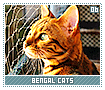 bengalcats06