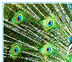 bluepeafowls11