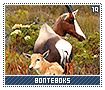 bonteboks19