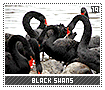 blackswans19