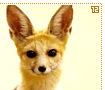 capefoxes12