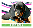 dachshunds01