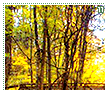 congareenationalpark11