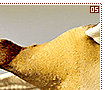 egyptiangeese05