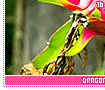 dragonfruit16
