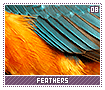 feathers08