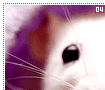 fancyrats04