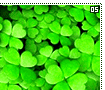 fourleafclovers05