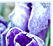 frost05
