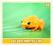 goldenmantellas02
