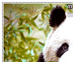 giantpandas11