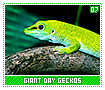 giantdaygeckos07