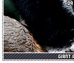 giantpandas09