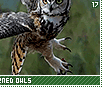 greathornedowls17
