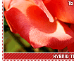 hybridtearoses16