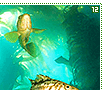 kelpforests12