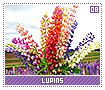 lupins08