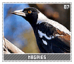 magpies07