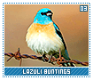 lazulibuntings03