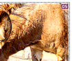 miniaturedonkeys05