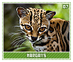 margays07