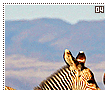 mountainzebras04
