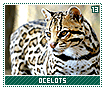ocelots13