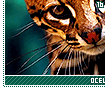 ocelots16