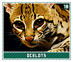 ocelots18