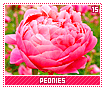 peonies15