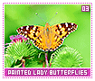 paintedladybutterflies03
