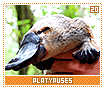 platypuses20