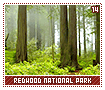 redwoodnationalpark14