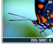 redspottedpurplebutterflies09