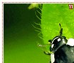 sevenspotladybugs11