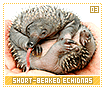 shortbeakedechidnas03