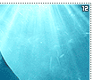 spottedeaglerays12
