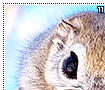 siberianflyingsquirrels11